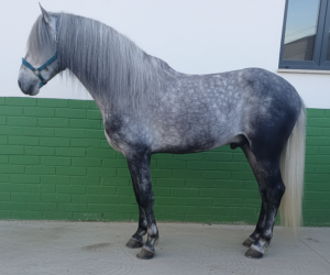 Castrone PRE Andaluso In vendita 2021 Grigio