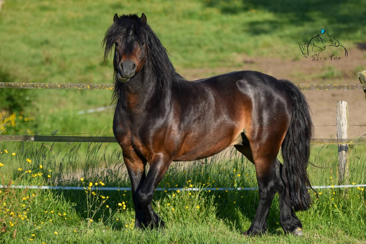GIDEON DE LA MALLE - Dartmoor 2016 ,  Shilstone Rocks RIGADOON (GB)