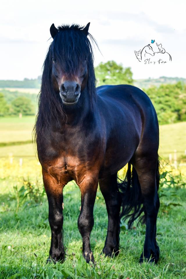 GIDEON DE LA MALLE - Dartmoor 2016 ,  Shilstone Rocks RIGADOON (GB)
