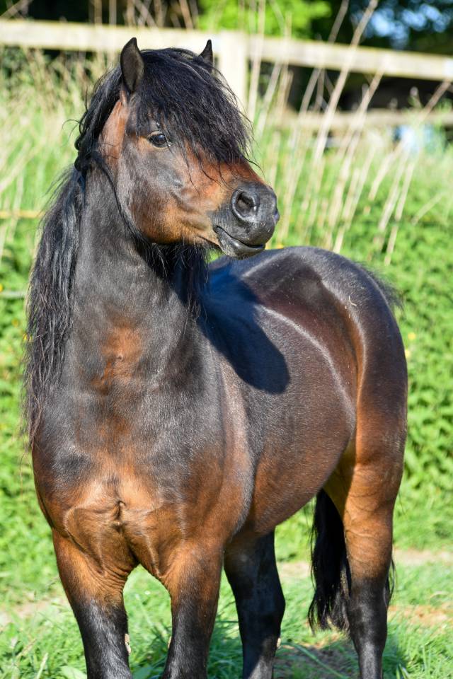 GIDEON DE LA MALLE - Dartmoor 2016 ,  Shilstone Rocks RIGADOON (GB)
