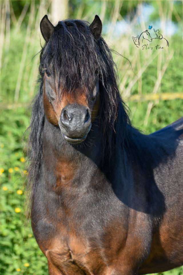 GIDEON DE LA MALLE - Dartmoor 2016 ,  Shilstone Rocks RIGADOON (GB)