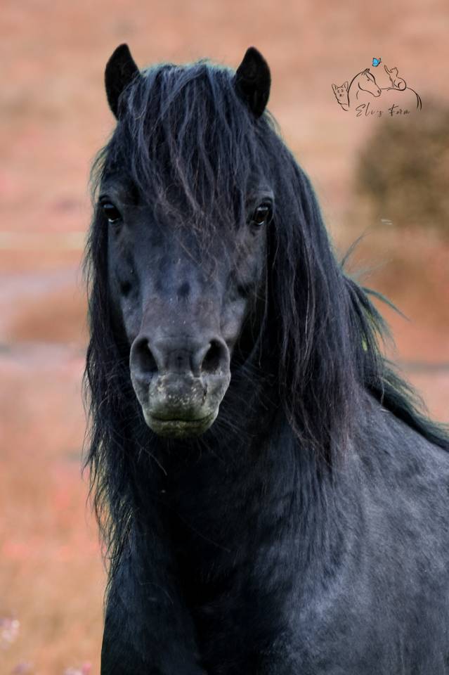 SHILSTONE ROCKS THUNDERHEAD 2 - Dartmoor 2006 ,  SR ATLANTIC GALE