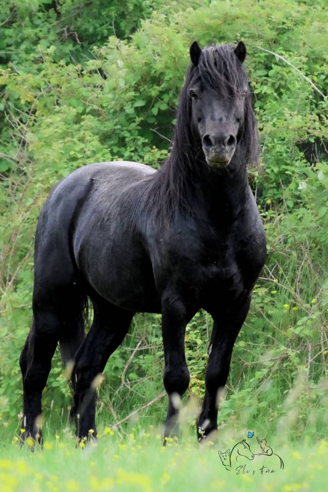 SHILSTONE ROCKS THUNDERHEAD 2 - Dartmoor 2006 ,  SR ATLANTIC GALE