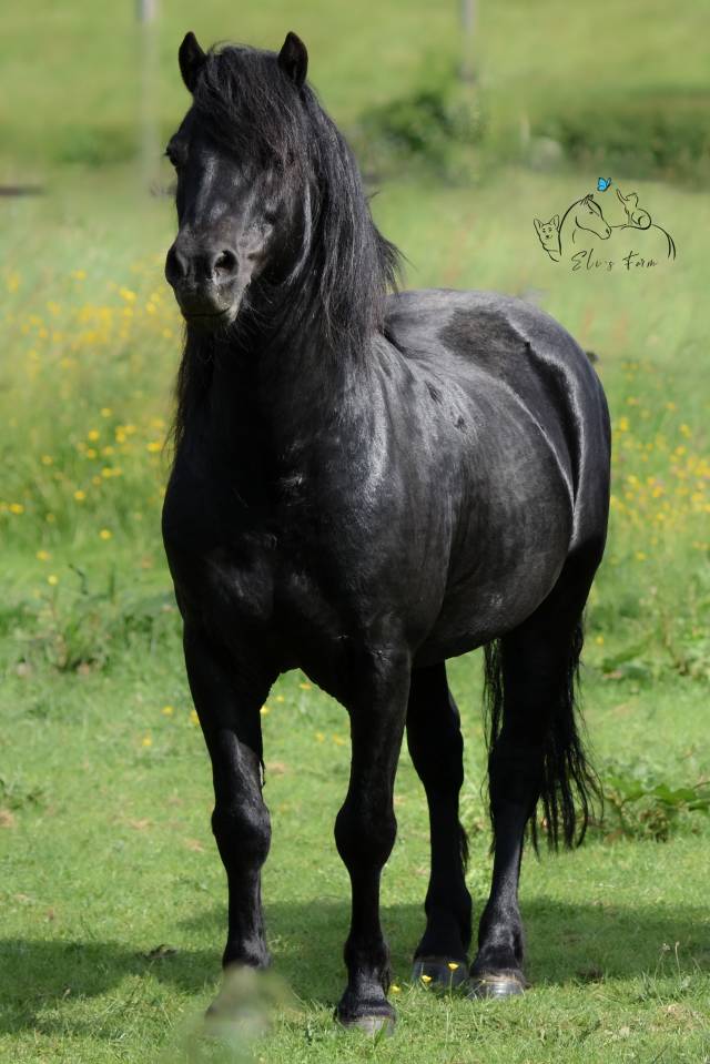 SHILSTONE ROCKS THUNDERHEAD 2 - Dartmoor 2006 ,  SR ATLANTIC GALE