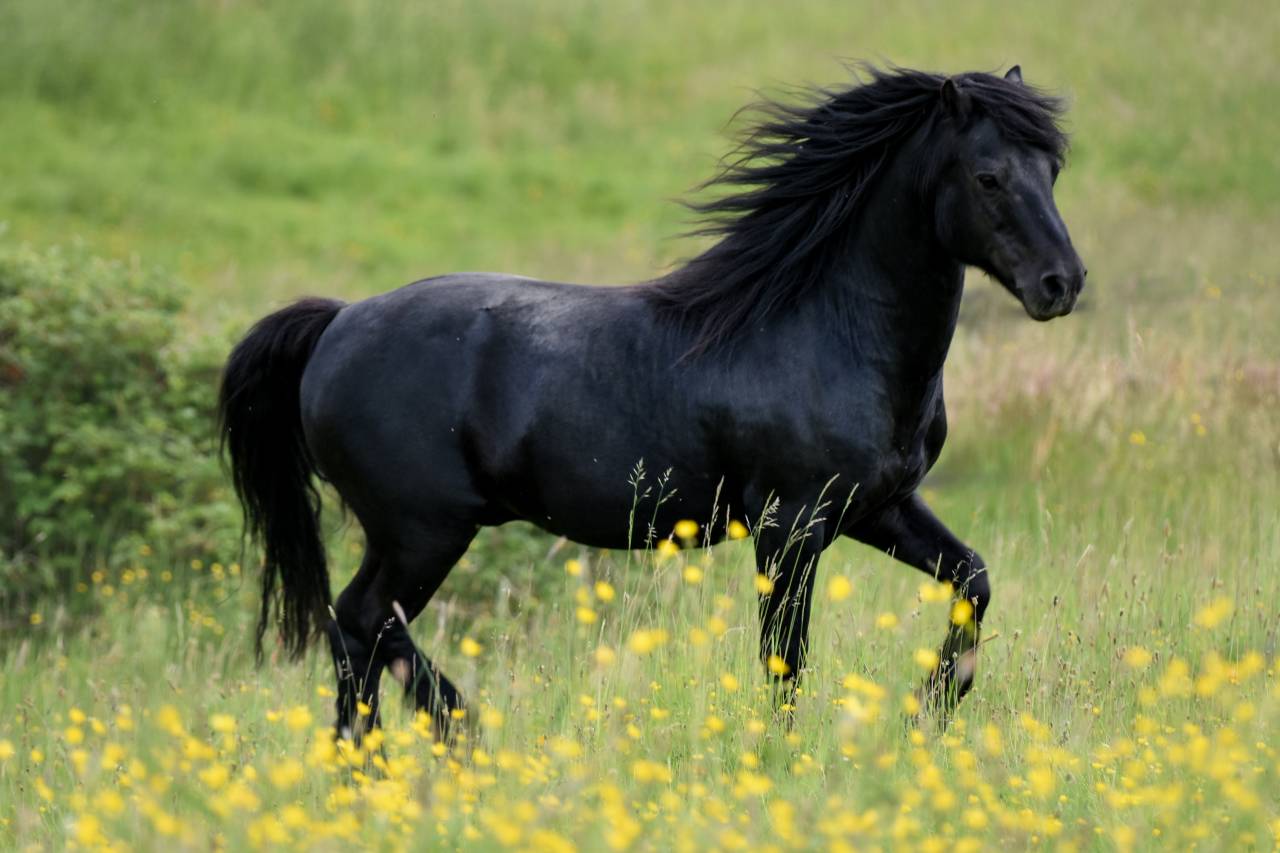 SHILSTONE ROCKS THUNDERHEAD 2 - Dartmoor 2006 ,  SR ATLANTIC GALE