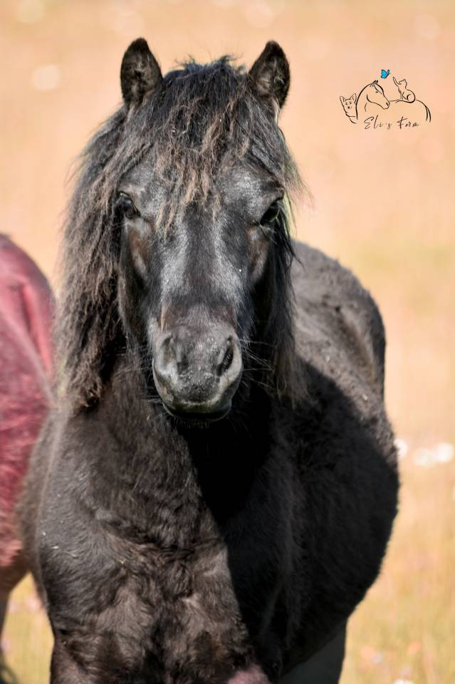 Castrone Dartmoor In vendita 2024 Nero ,  Shilstone Rocks Thunderhead