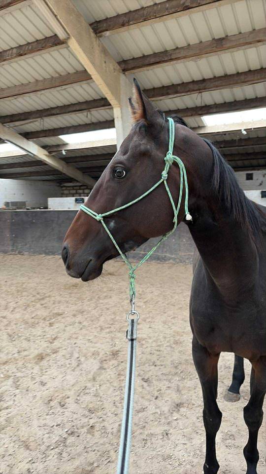 Cavalla Purosangue Inglese In vendita 2020 Baio