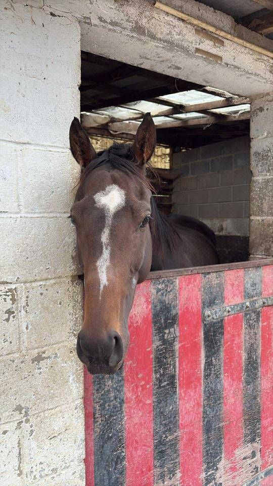 Cavalla Purosangue Inglese In vendita 2020 Baio