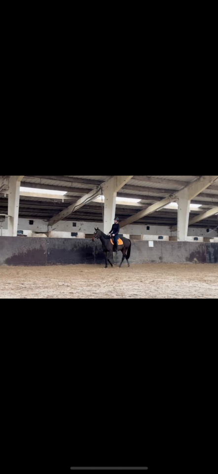 Cavalla Purosangue Inglese In vendita 2020 Baio