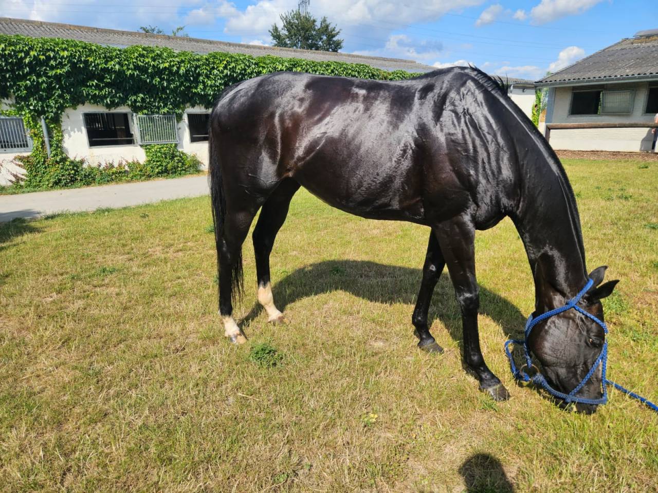 Puledra Purosangue In vendita 2016 Baio scuro