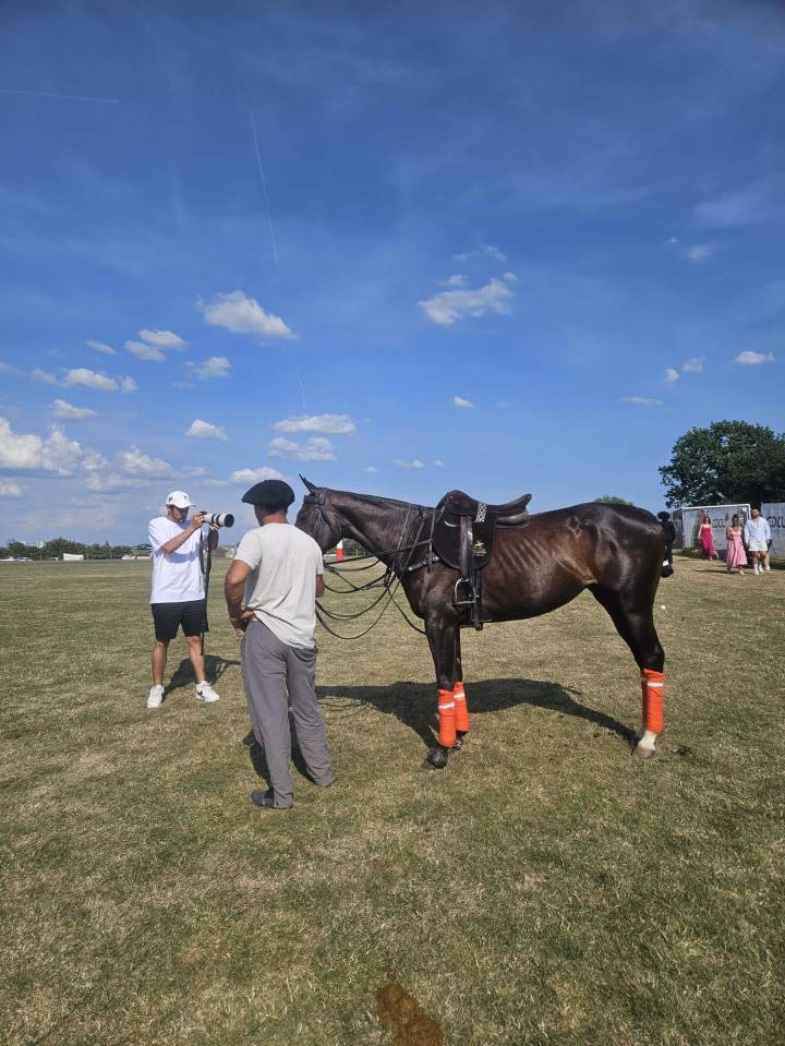 Puledra Purosangue In vendita 2016 Baio scuro