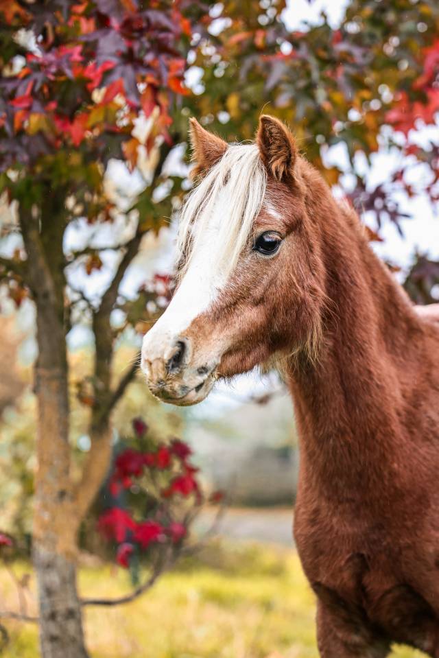 Cavalla Welsh Poney (Sezione A) In vendita 2021 Crine lavato