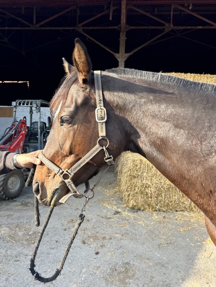 Cavalla Purosangue Inglese In vendita 2020 Baio scuro