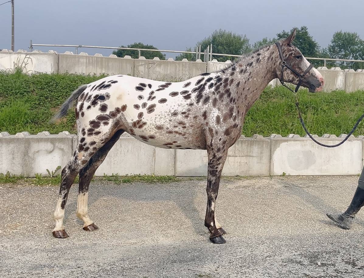 Cavalla AES Anglo European Studbook In vendita 2022 Appaloosa