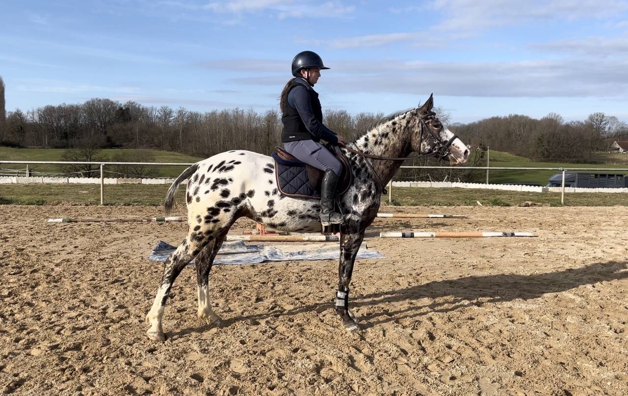 Cavalla AES Anglo European Studbook In vendita 2022 Appaloosa