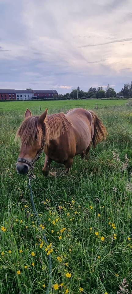 Cavalla Origine Non Constatata In vendita 2019 Sauro
