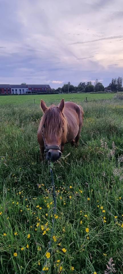 Cavalla Origine Non Constatata In vendita 2019 Sauro