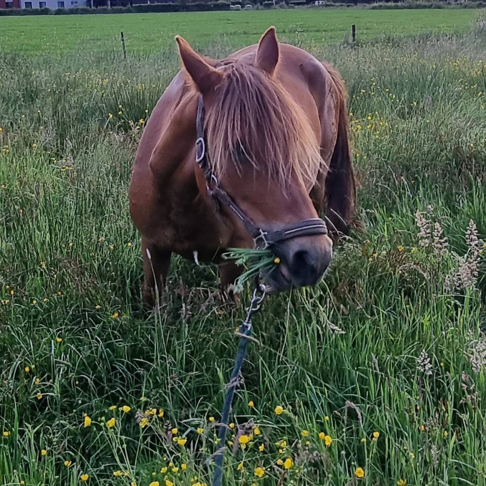 Cavalla Origine Non Constatata In vendita 2019 Sauro