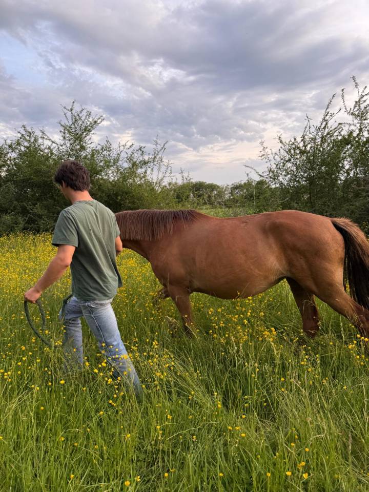 Cavalla Origine Non Constatata In vendita 2019 Sauro