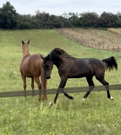 Castrone Oldenburger In vendita 2024 Nero ,  Vpower