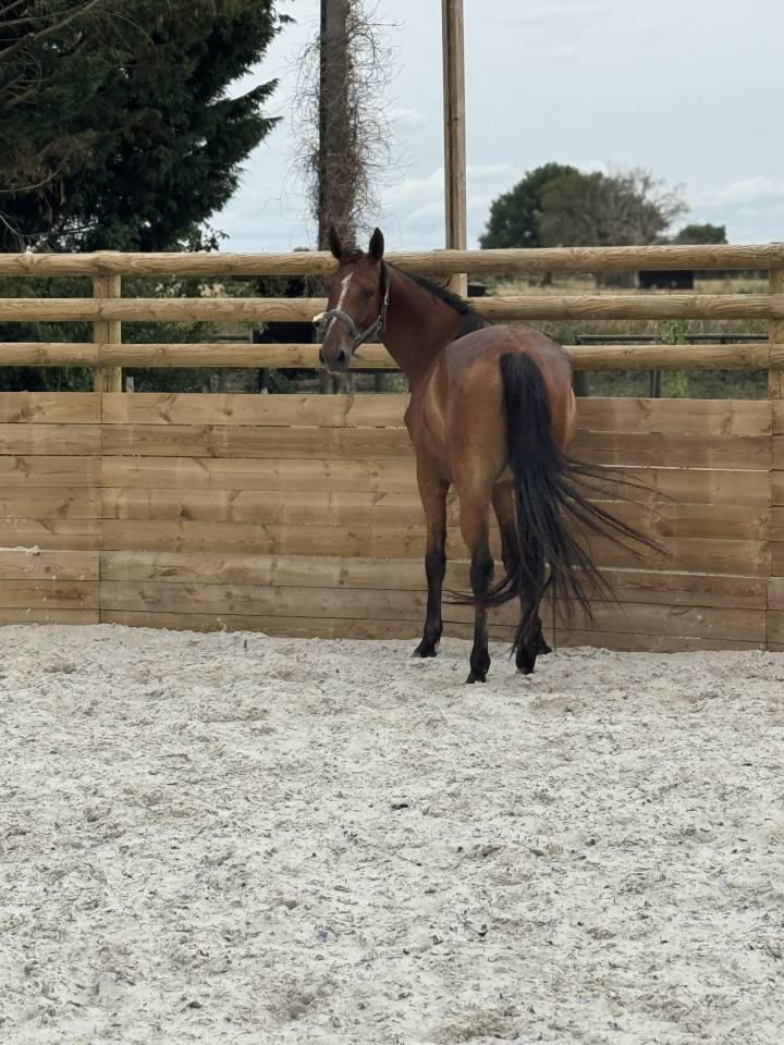 Cavalla Sella Francese In vendita 2022 Baio ,  Stakkatol