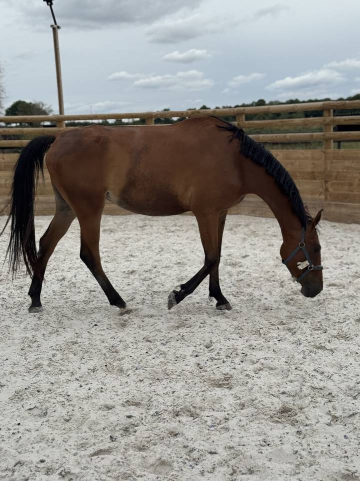 Cavalla Sella Francese In vendita 2022 Baio ,  Stakkatol