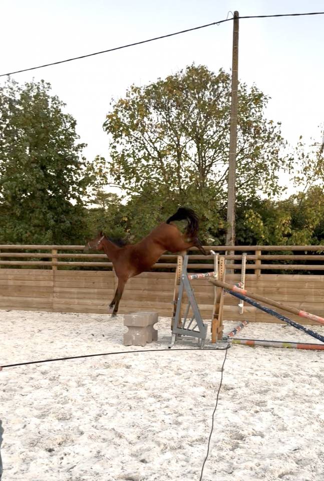 Cavalla Sella Francese In vendita 2022 Baio ,  Stakkatol