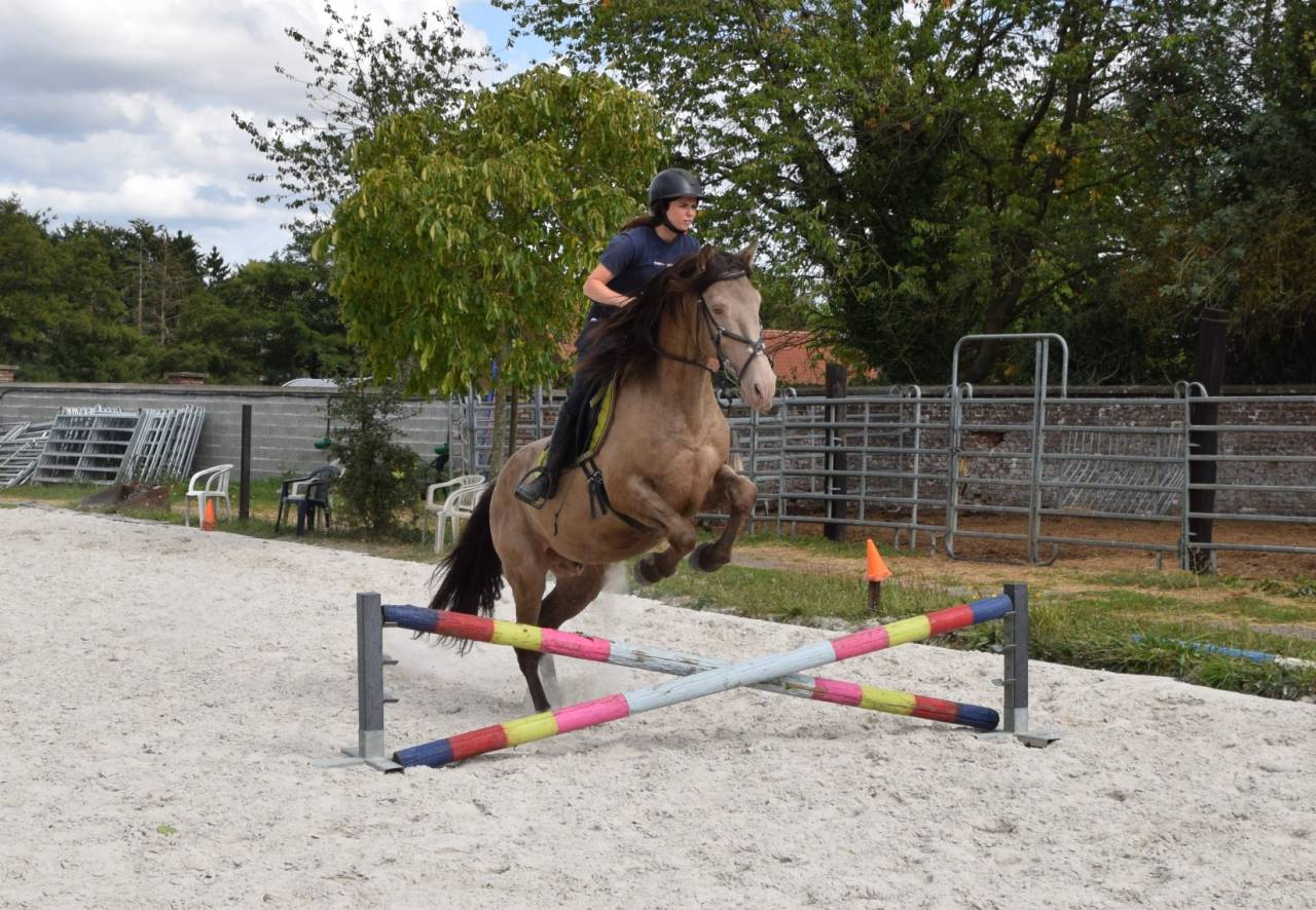 Stallone Quarter Horse In vendita 2016 Champagne