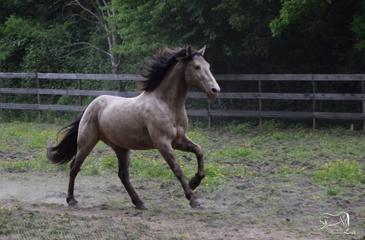 Stallone Quarter Horse In vendita 2016 Champagne