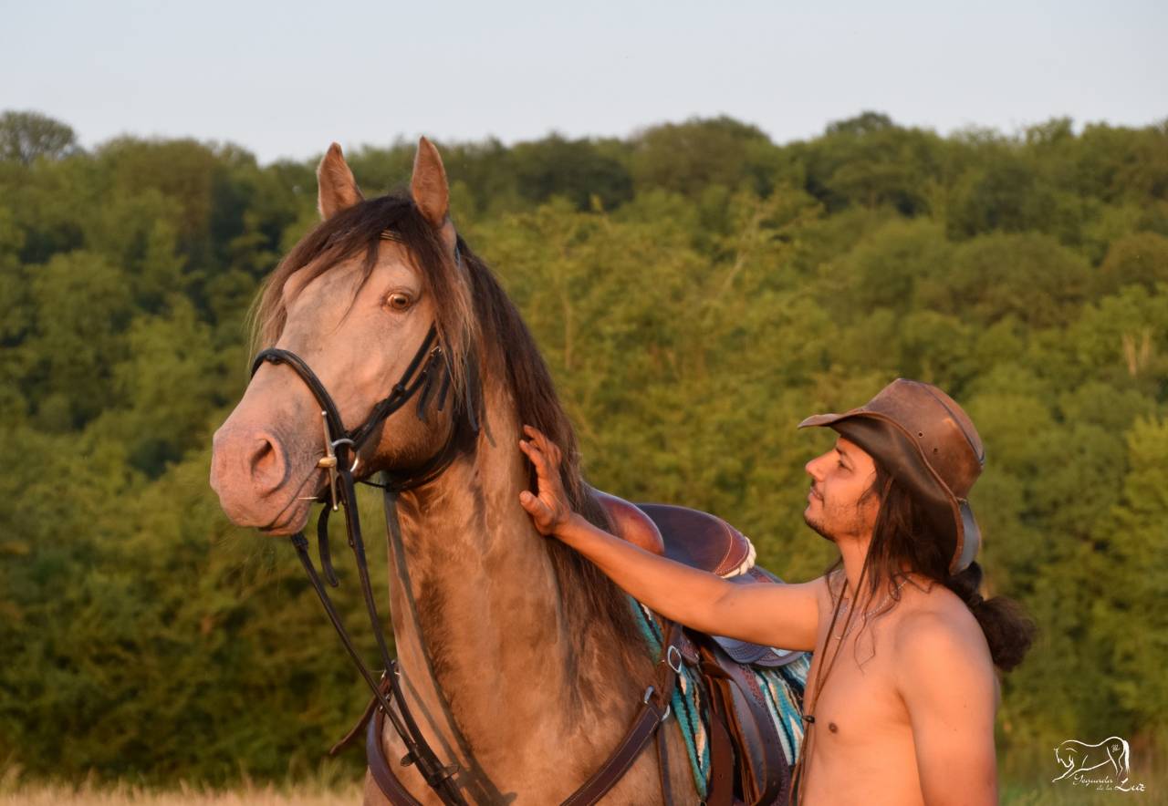 Stallone Quarter Horse In vendita 2016 Champagne