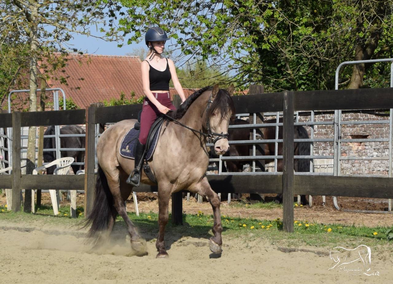 Stallone Quarter Horse In vendita 2016 Champagne