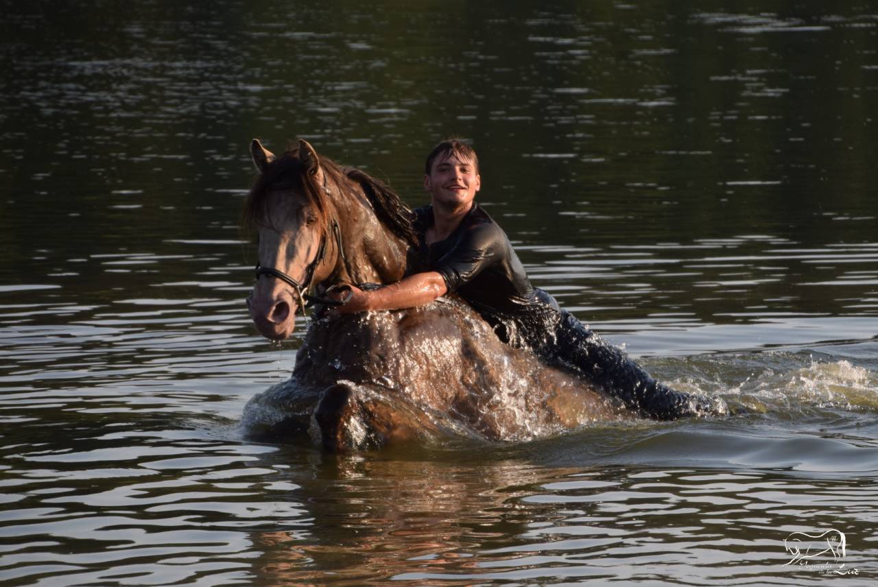 Stallone Quarter Horse In vendita 2016 Champagne