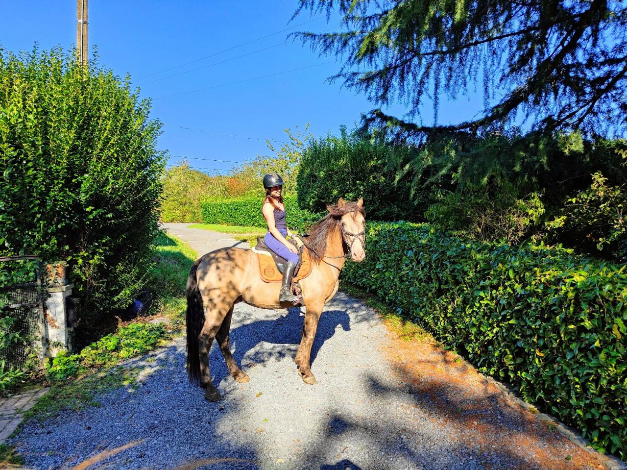 Stallone Quarter Horse In vendita 2016 Champagne