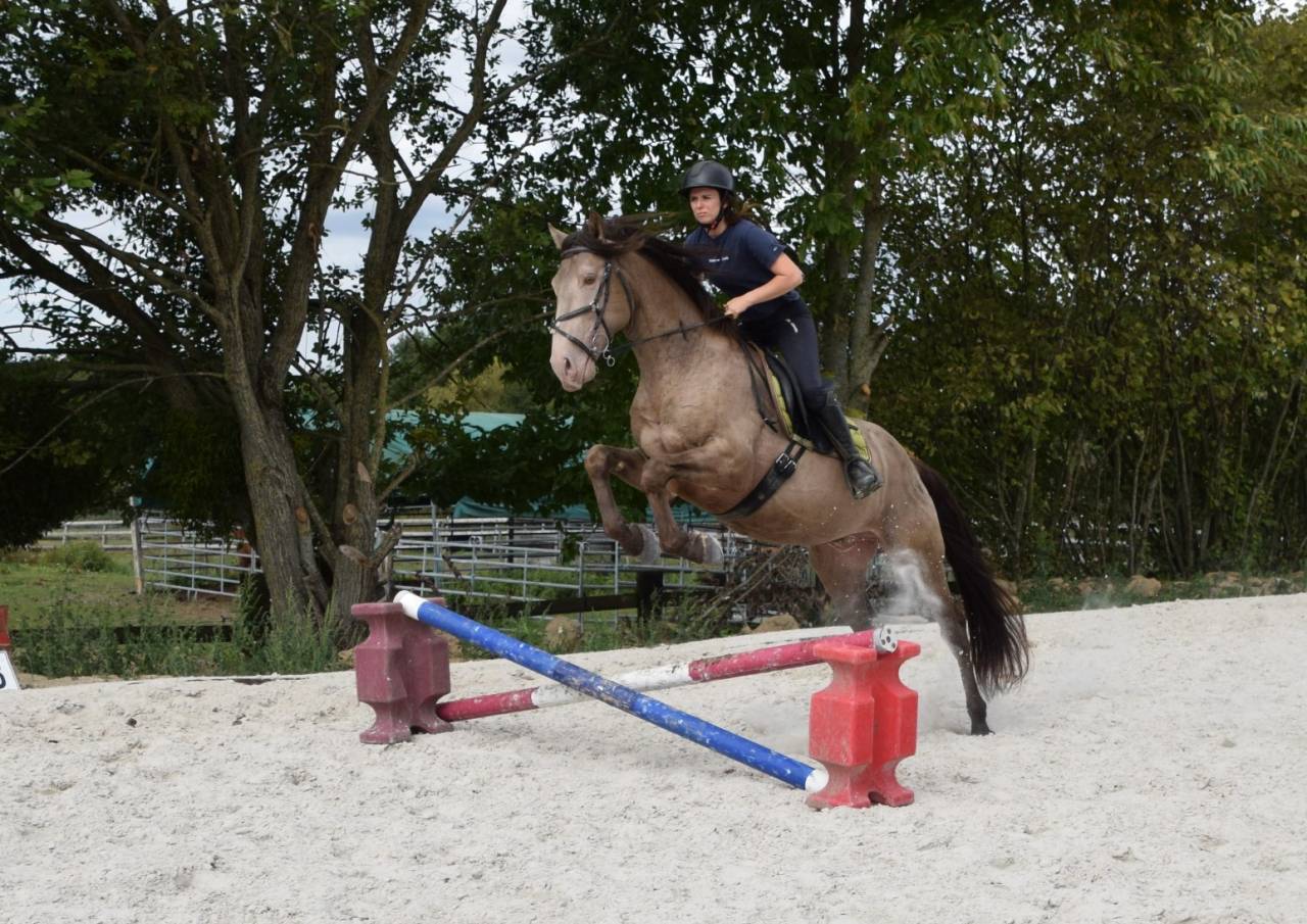 Stallone Quarter Horse In vendita 2016 Champagne