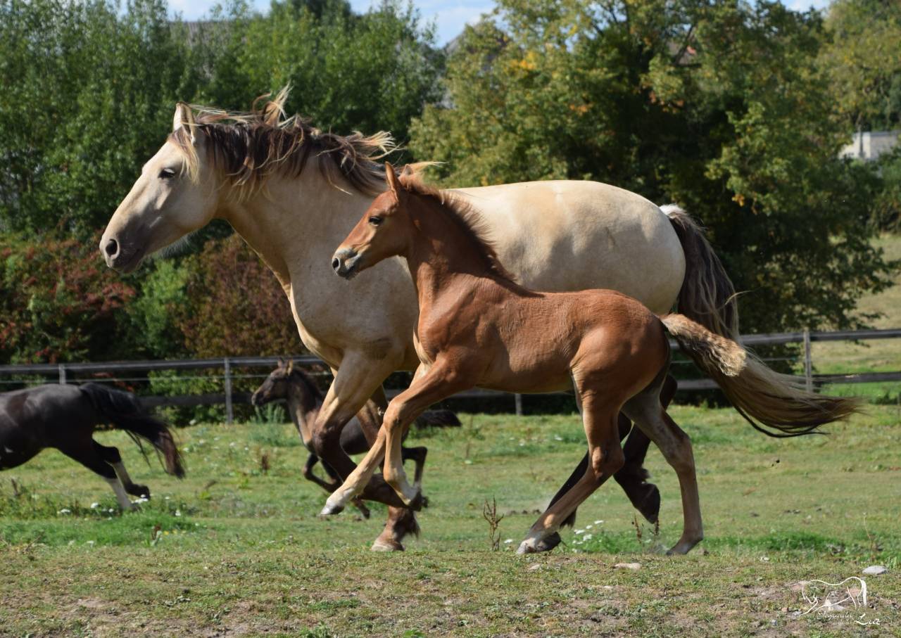 Puledro PRE Andaluso In vendita 2025 Palomino