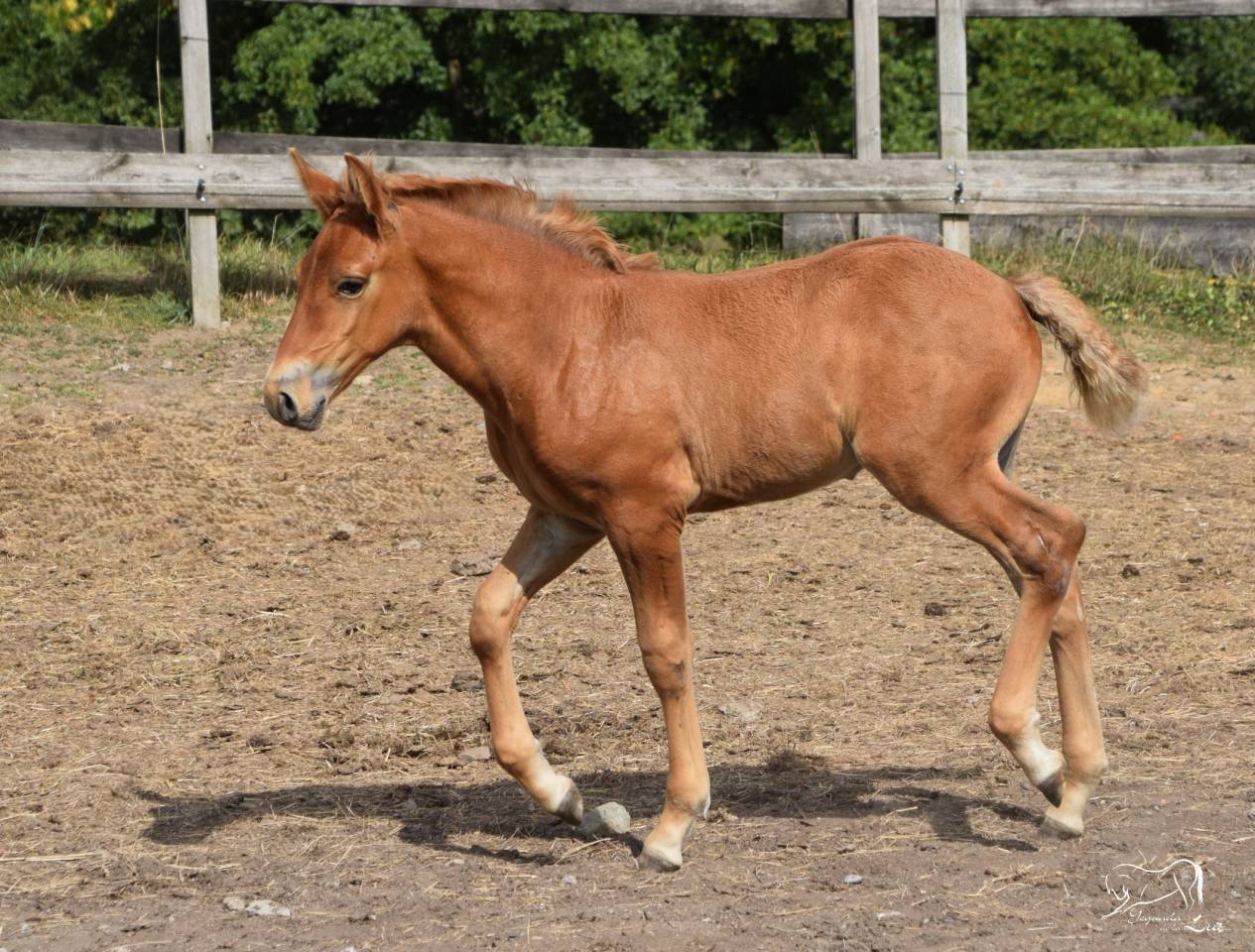 Puledro PRE Andaluso In vendita 2025 Palomino