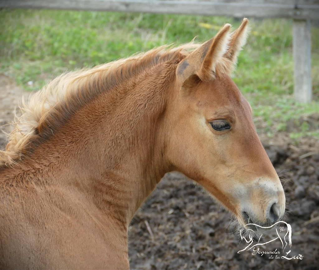 Puledro PRE Andaluso In vendita 2025 Palomino
