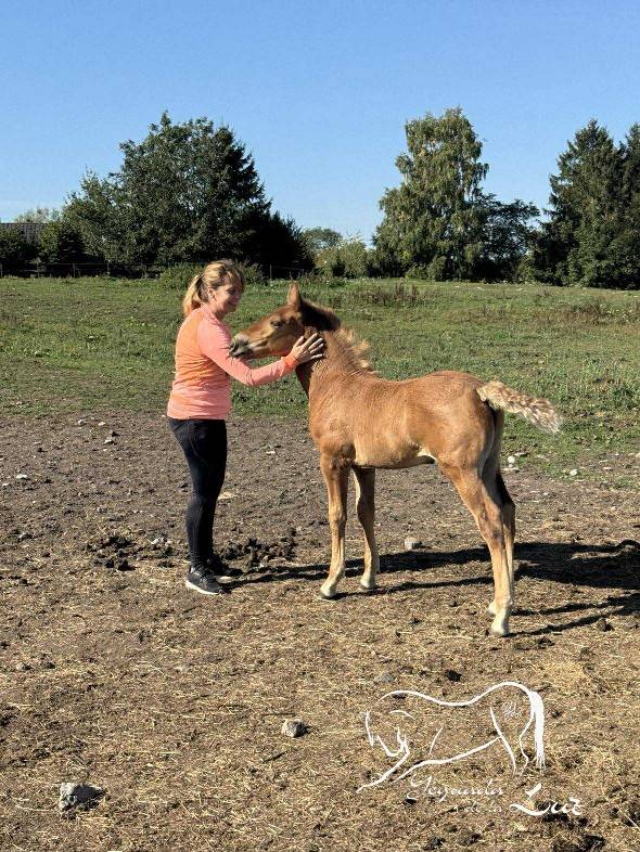 Puledro PRE Andaluso In vendita 2025 Palomino