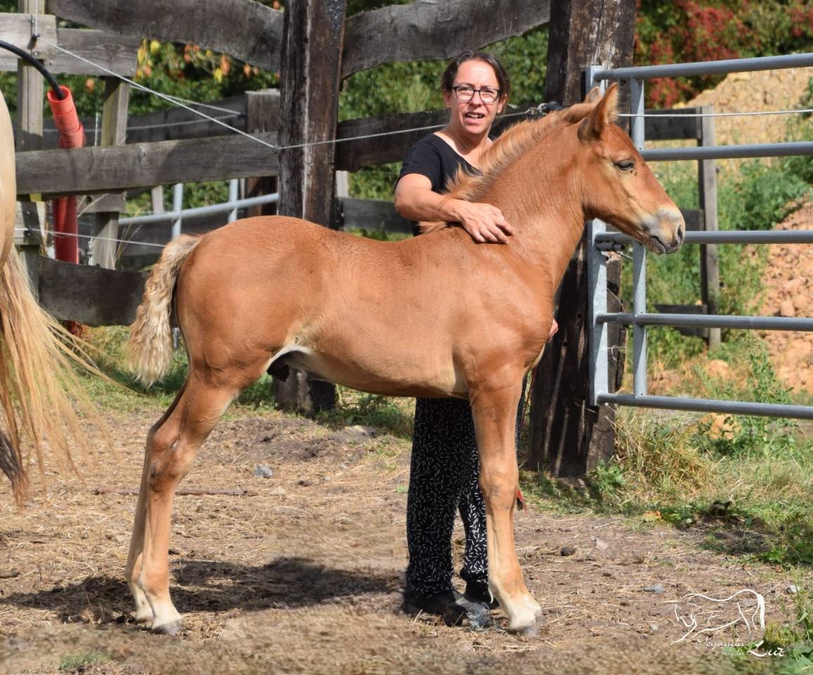 Puledro PRE Andaluso In vendita 2025 Palomino