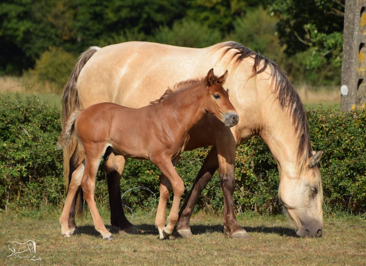 Puledro PRE Andaluso In vendita 2025 Palomino