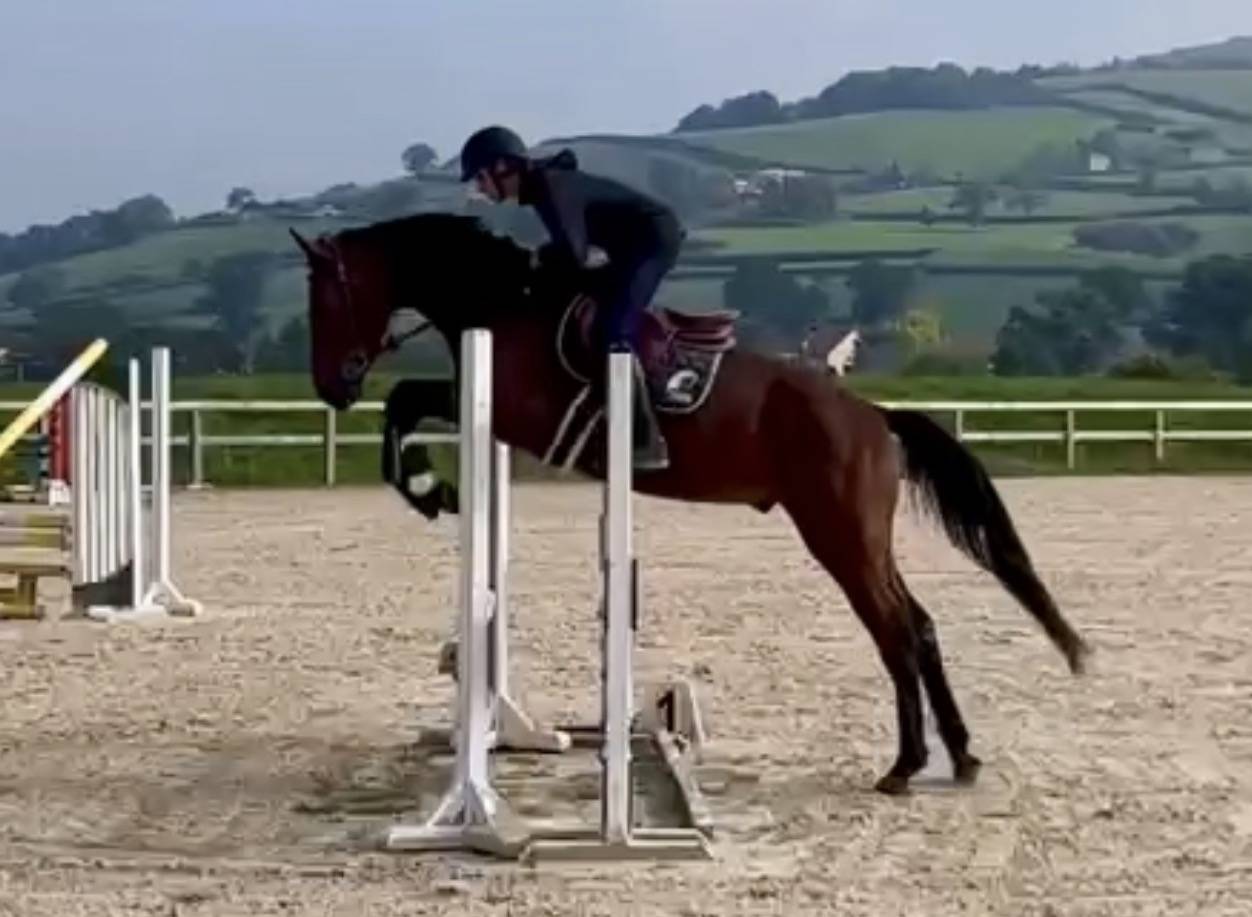 Castrone Sella Francese In vendita 2022 Baio