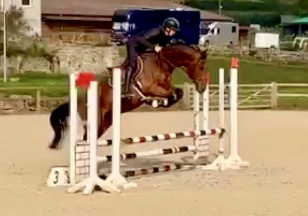 Castrone Sella Francese In vendita 2022 Baio