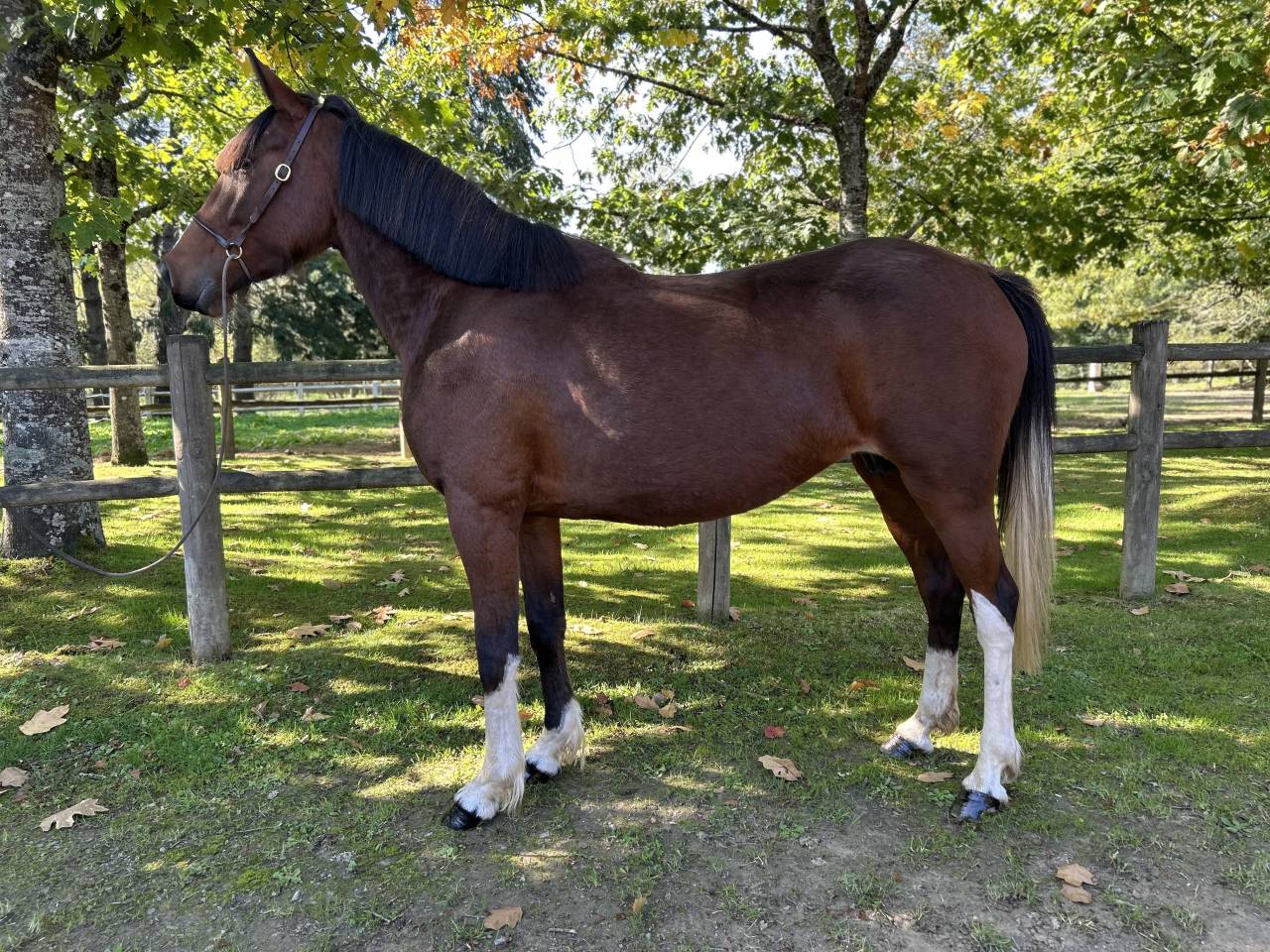 Cavalla Origine Non Constatata In vendita 2018 Pezzato