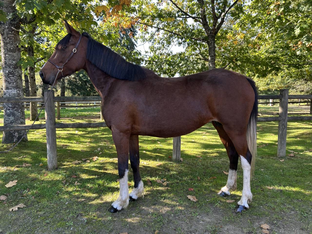 Cavalla Origine Non Constatata In vendita 2018 Pezzato