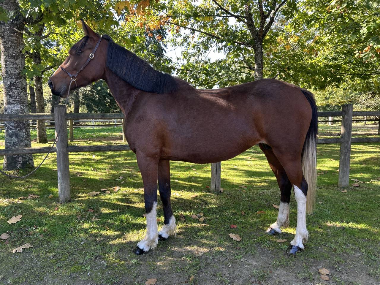 Cavalla Origine Non Constatata In vendita 2018 Pezzato