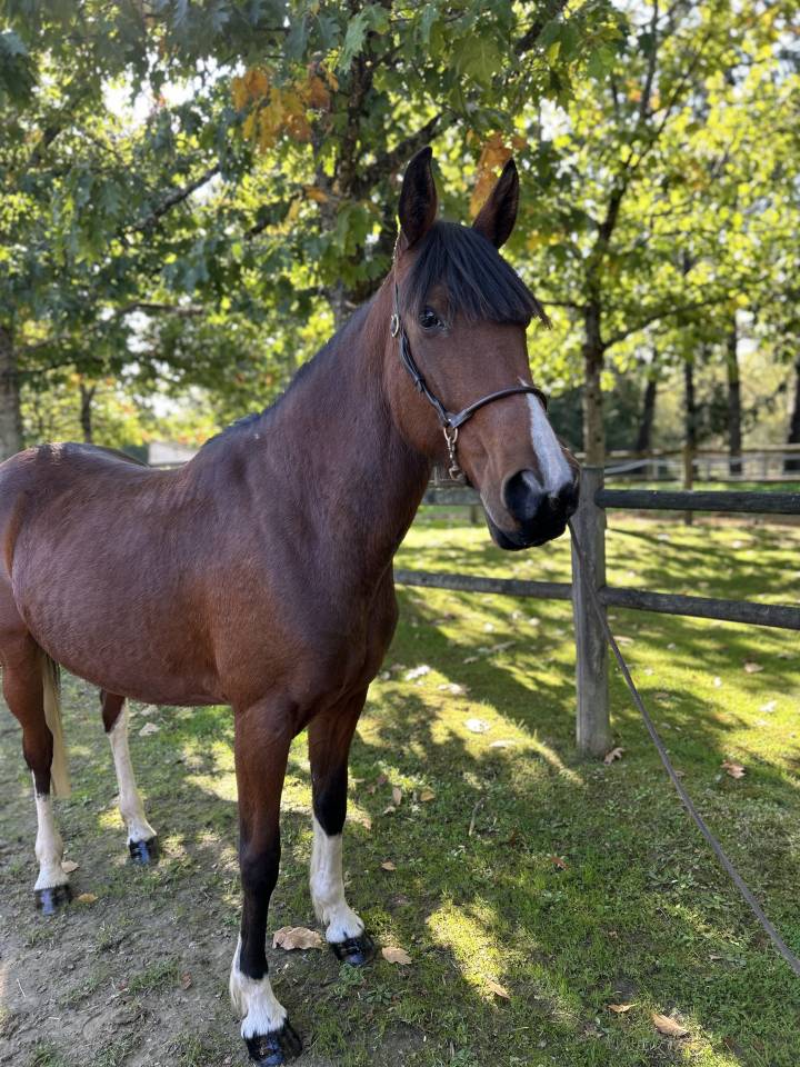 Cavalla Origine Non Constatata In vendita 2018 Pezzato