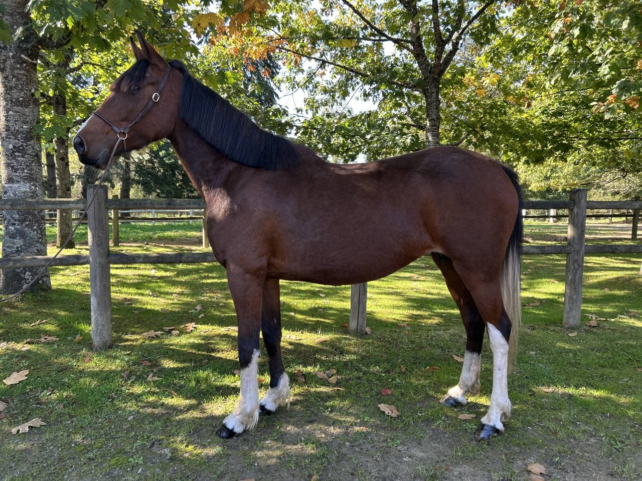 Cavalla Origine Non Constatata In vendita 2018 Pezzato