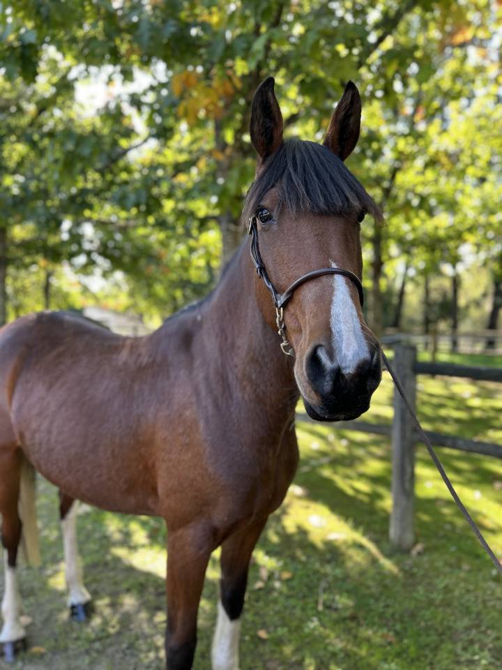 Cavalla Origine Non Constatata In vendita 2018 Pezzato