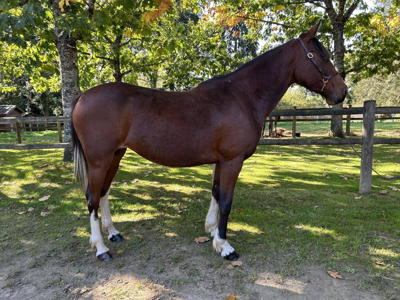 Cavalla Origine Non Constatata In vendita 2018 Pezzato