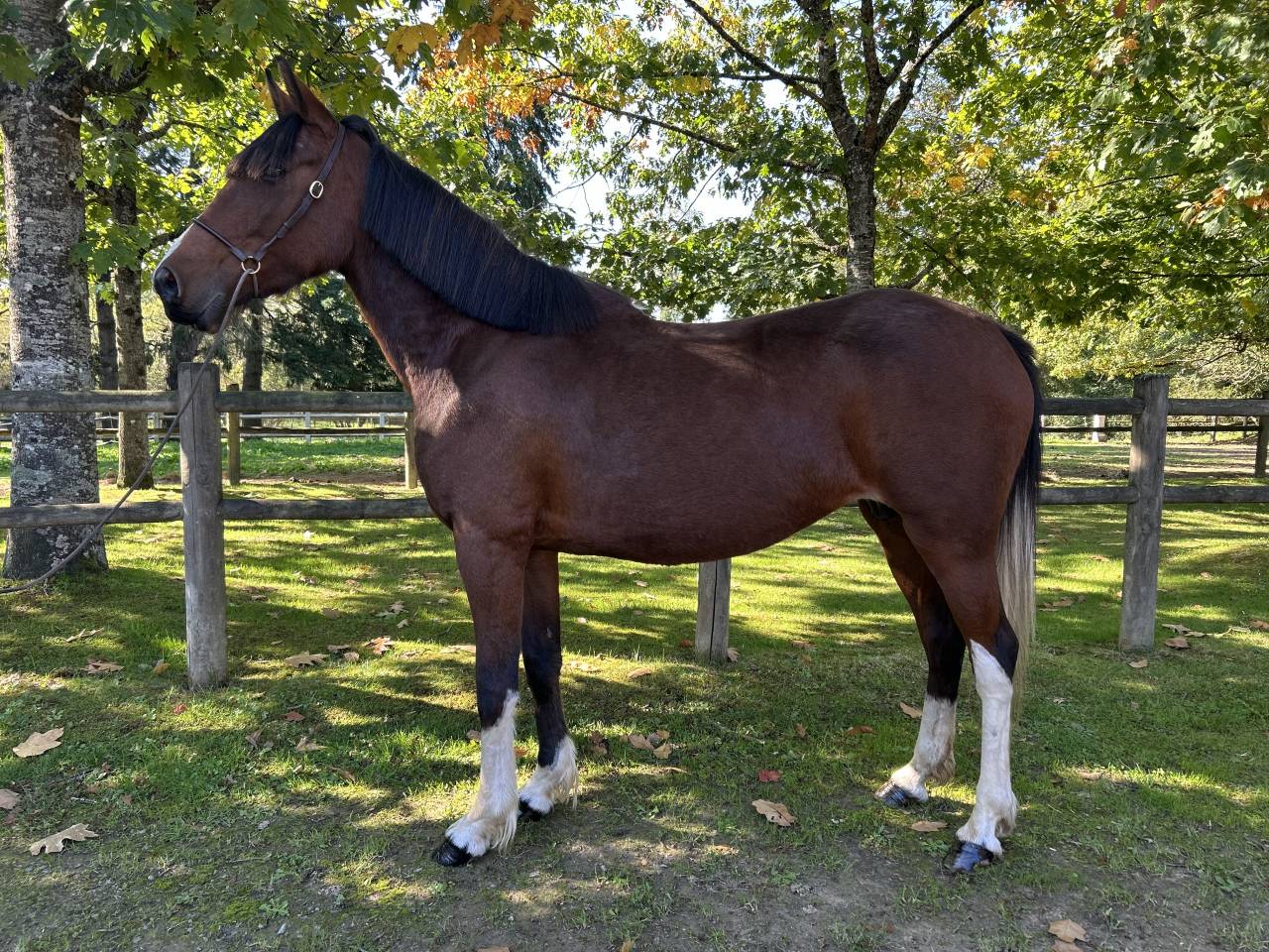 Cavalla Origine Non Constatata In vendita 2018 Pezzato